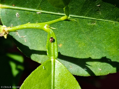 Scymnobius ecuadoricus