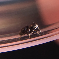 Chalcoscirtus diminutus