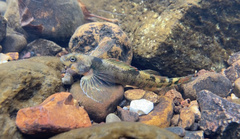 Etheostoma osburni