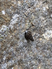 Cochlostoma septemspirale