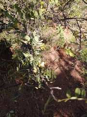 Coursetia glandulosa