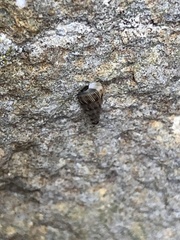 Cochlostoma septemspirale