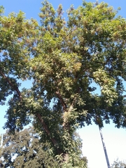Magnoliopsida