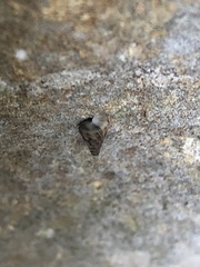 Cochlostoma septemspirale