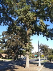 Magnoliopsida
