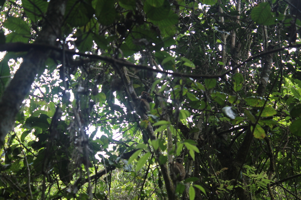 Peyrieras' Woolly Lemur