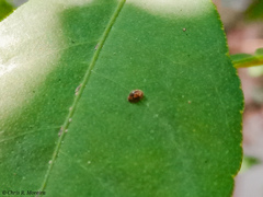 Scymnobius galapagoensis