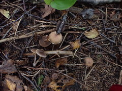 Cortinarius decipiens