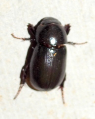 Dyscinetus morator