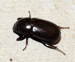 Dyscinetus morator