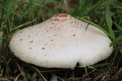 Fungi