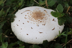 Chlorophyllum molybdites