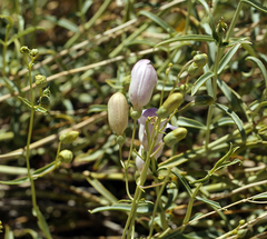 Penstemon fruticiformis amargosae