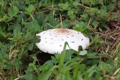Chlorophyllum molybdites