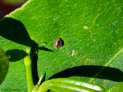 Scymnobius ecuadoricus