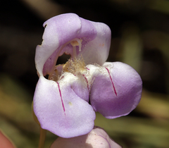 Penstemon fruticiformis amargosae