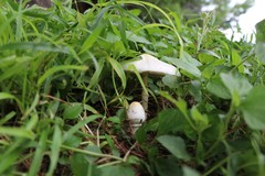 Fungi