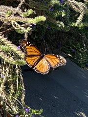 Danaus plexippus