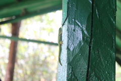 Phelsuma quadriocellata