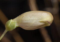 Penstemon fruticiformis amargosae