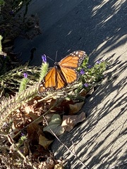Danaus plexippus