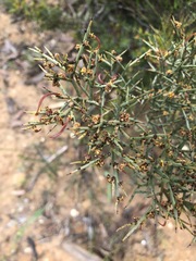 Acacia spinescens