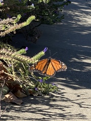 Danaus plexippus