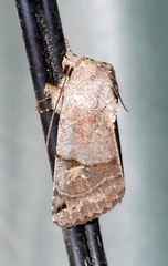 Ulolonche disticha