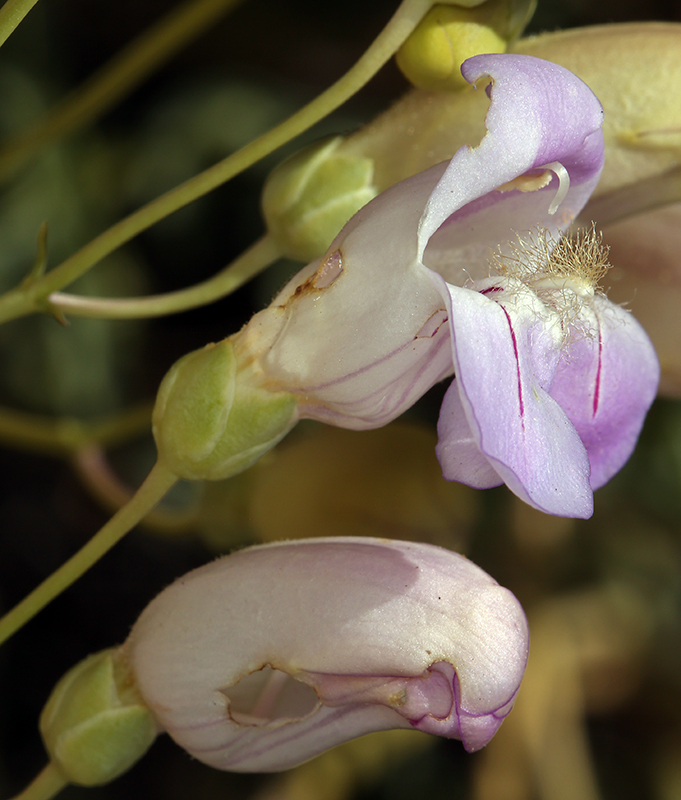 Penstemon fruticiformis