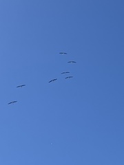 Pelecanus erythrorhynchos