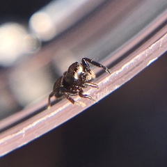 Chalcoscirtus diminutus