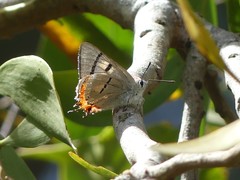 Pseudalmenus chlorinda