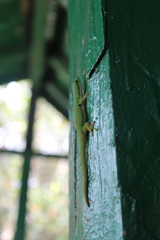 Phelsuma quadriocellata