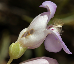 Penstemon fruticiformis amargosae