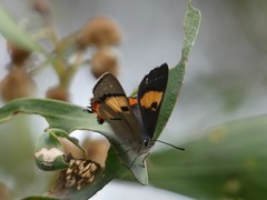 Pseudalmenus chlorinda