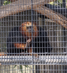 Leontopithecus chrysomelas