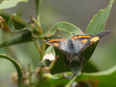 Pseudalmenus chlorinda