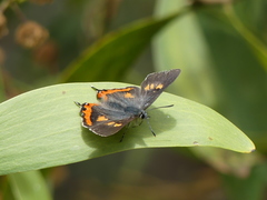 Pseudalmenus chlorinda