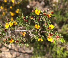 Pultenaea tenuifolia