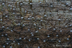 Didymium melanospermum