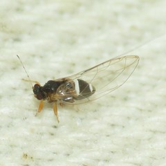 Bactericera dorsalis