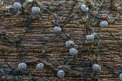 Didymium melanospermum