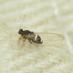 Bactericera dorsalis