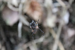 Trichonephila inaurata madagascariensis
