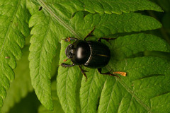 Onthophagus neostenocerus