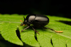 Onthophagus neostenocerus