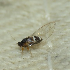 Bactericera dorsalis