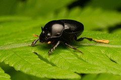 Onthophagus neostenocerus