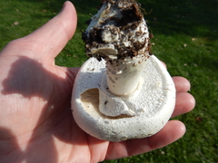 Agaricus crocodilinus