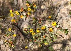 Pultenaea tenuifolia